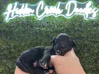 Cash - F1 Aussiedoodle, a male Aussiedoodle for sale in Winston-Salem, NC – Photo 9 of 10