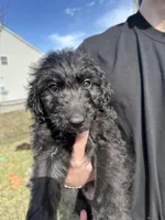Cash - F1 Aussiedoodle, a male Aussiedoodle for sale in Winston-Salem, NC – Photo 4 of 10
