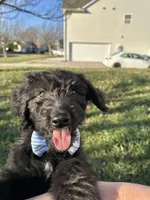 Cash - F1 Aussiedoodle, a male Aussiedoodle for sale in Winston-Salem, NC – Photo 3 of 10