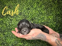 Cash - F1 Aussiedoodle, a male Aussiedoodle for sale in Winston-Salem, NC – Photo 7 of 10