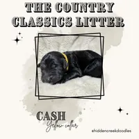 Cash - F1 Aussiedoodle, a male Aussiedoodle for sale in Winston-Salem, NC – Photo 8 of 10