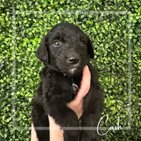 Cash - F1 Aussiedoodle, a male Aussiedoodle for sale in Winston-Salem, NC – Photo 6 of 10