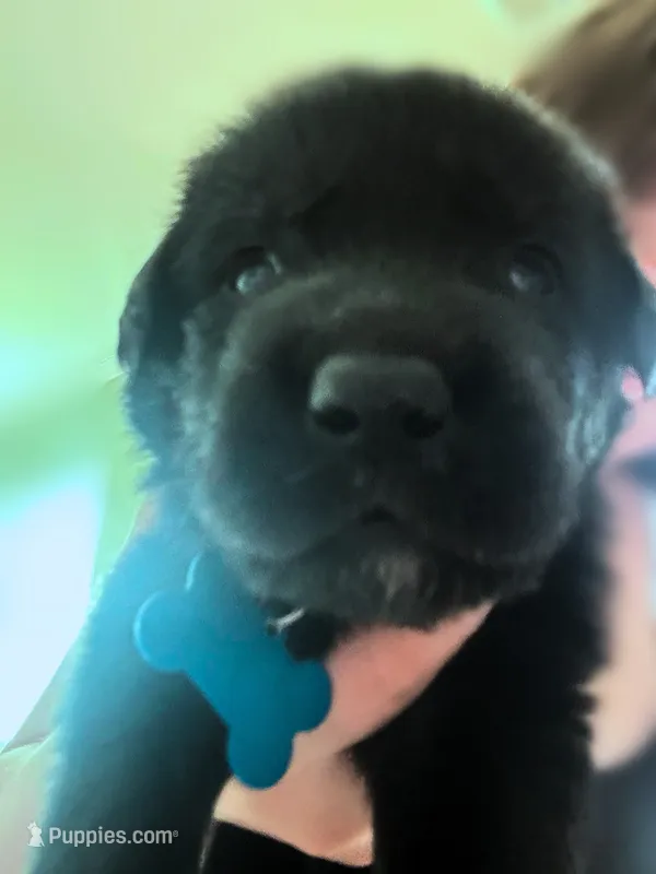 Dark Blue Boy – German Shepherd Dog, English Cream Golden Retriever puppy for sale in Summerville, SC