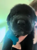 Dark Blue Boy, a male German Shepherd Dog and English Cream Golden Retriever for sale in Summerville, SC – 1 of 4