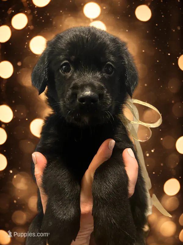 Gold ribbon - Girl – German Shepherd Dog, English Cream Golden Retriever puppy for sale in Summerville, SC