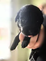 Light Green Boy, a male German Shepherd Dog and English Cream Golden Retriever for sale in Summerville, SC – 3 of 5
