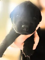 Dark Green Boy, a male German Shepherd Dog and English Cream Golden Retriever for sale in Summerville, SC – 2 of 5