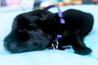 Purple Girl, a female German Shepherd Dog and English Cream Golden Retriever for sale in Summerville, SC – 2 of 2