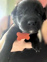 Orange Boy, a male German Shepherd Dog and English Cream Golden Retriever for sale in Summerville, SC – 2 of 5