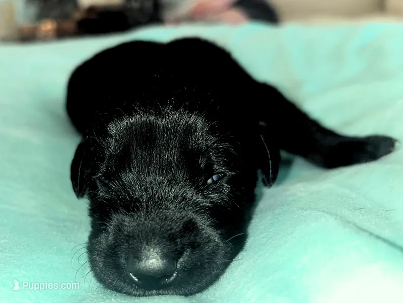 Light Blue boy – German Shepherd Dog, English Cream Golden Retriever puppy for sale in Summerville, SC