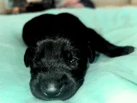 Light Blue boy, a male German Shepherd Dog and English Cream Golden Retriever for sale in Summerville, SC – 1 of 2
