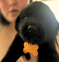 Yellow Boy, a male German Shepherd Dog and English Cream Golden Retriever for sale in Summerville, SC – 2 of 4