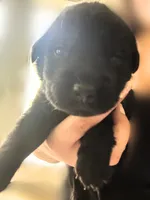 Black Girl, a female German Shepherd Dog and English Cream Golden Retriever for sale in Summerville, SC – 3 of 4