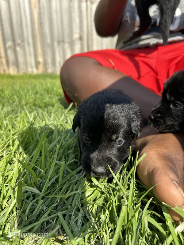 Light Green Boy – German Shepherd Dog, English Cream Golden Retriever puppy for sale in Summerville, SC