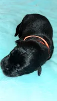 Orange Boy, a male German Shepherd Dog and English Cream Golden Retriever for sale in Summerville, SC – 2 of 2