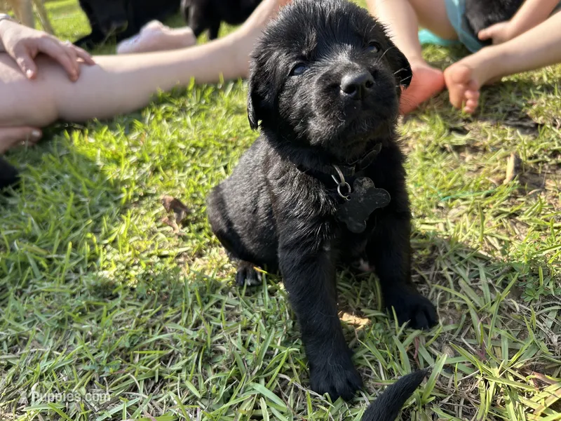Tan Boy – German Shepherd Dog, English Cream Golden Retriever puppy for sale in Summerville, SC