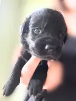 Light Green Boy, a male German Shepherd Dog and English Cream Golden Retriever for sale in Summerville, SC – 2 of 5