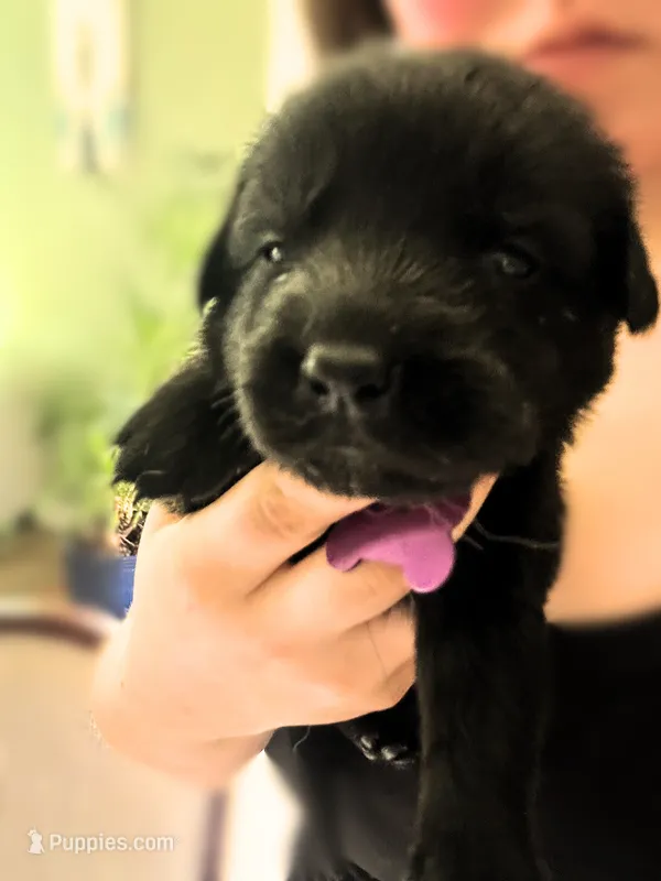 Purple Girl – German Shepherd Dog, English Cream Golden Retriever puppy for sale in Summerville, SC