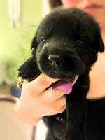Purple Girl, a female German Shepherd Dog and English Cream Golden Retriever for sale in Summerville, SC – 1 of 4