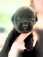 Black Girl, a female German Shepherd Dog and English Cream Golden Retriever for sale in Summerville, SC – 2 of 4