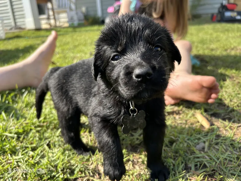 Black Girl – German Shepherd Dog, English Cream Golden Retriever puppy for sale in Summerville, SC