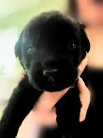 Dark Green Boy, a male German Shepherd Dog and English Cream Golden Retriever for sale in Summerville, SC – 1 of 5