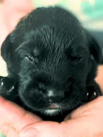 Dark Blue Boy, a male German Shepherd Dog and English Cream Golden Retriever for sale in Summerville, SC – 2 of 2
