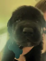 Dark Blue Boy, a male German Shepherd Dog and English Cream Golden Retriever for sale in Summerville, SC – 2 of 4