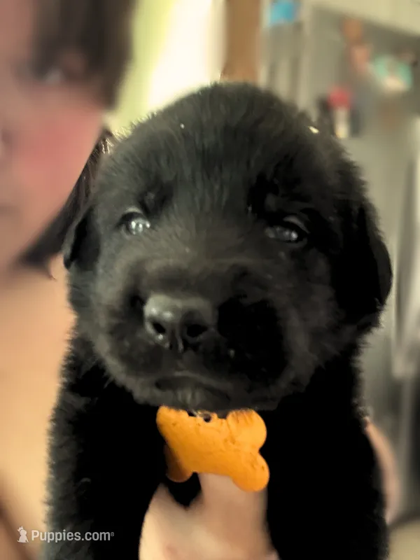 Yellow Boy – German Shepherd Dog, English Cream Golden Retriever puppy for sale in Summerville, SC