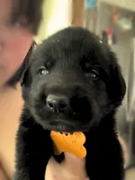 Yellow Boy, a male German Shepherd Dog and English Cream Golden Retriever for sale in Summerville, SC – 1 of 4