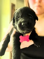 Pink Girl, a female German Shepherd Dog and English Cream Golden Retriever for sale in Summerville, SC – 2 of 5