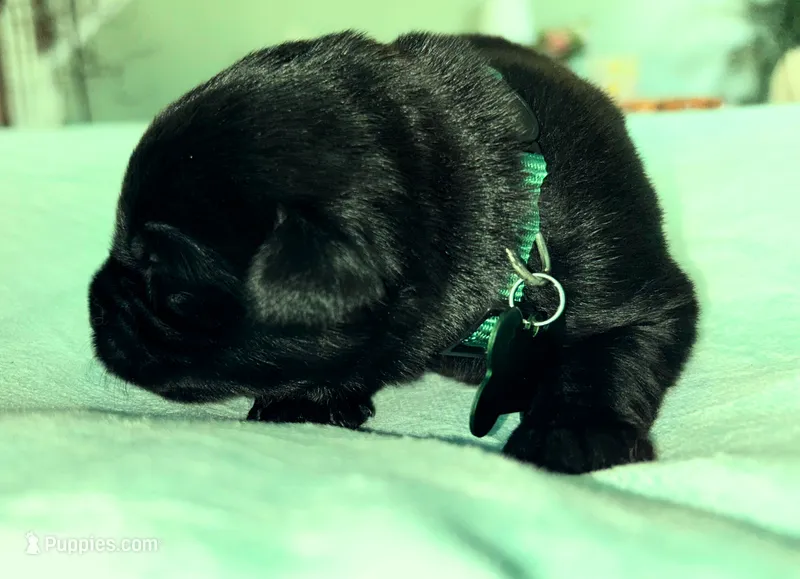 Dark Green Boy – German Shepherd Dog, English Cream Golden Retriever puppy for sale in Summerville, SC