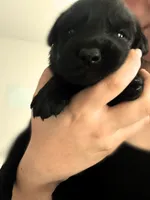 Red Boy, a female German Shepherd Dog and English Cream Golden Retriever for sale in Summerville, SC – 2 of 2