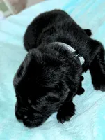 Grey Boy, a male German Shepherd Dog and English Cream Golden Retriever for sale in Summerville, SC – 2 of 2