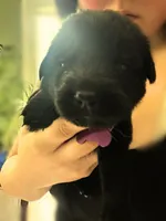 Purple Girl, a female German Shepherd Dog and English Cream Golden Retriever for sale in Summerville, SC – 2 of 4
