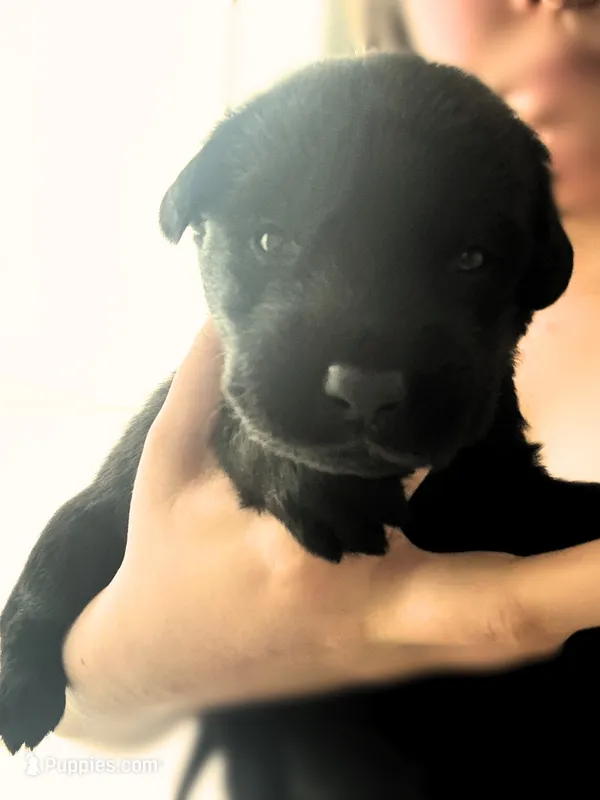 Red Boy – German Shepherd Dog, English Cream Golden Retriever puppy for sale in Summerville, SC