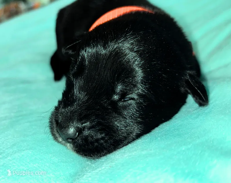 Orange Boy – German Shepherd Dog, English Cream Golden Retriever puppy for sale in Summerville, SC