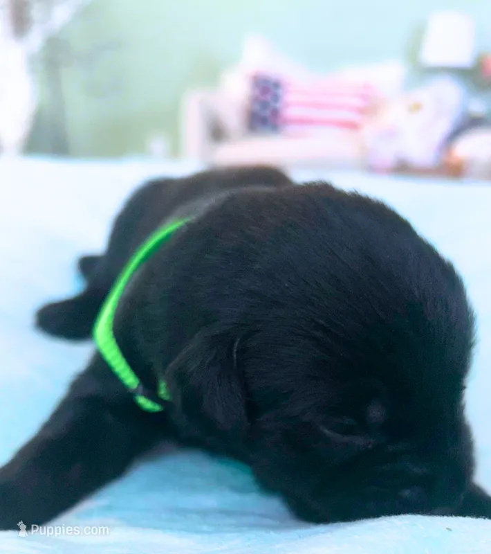 Light Green Boy – German Shepherd Dog, English Cream Golden Retriever puppy for sale in Summerville, SC
