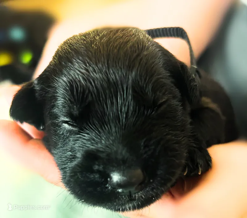 Black Girl – German Shepherd Dog, English Cream Golden Retriever puppy for sale in Summerville, SC