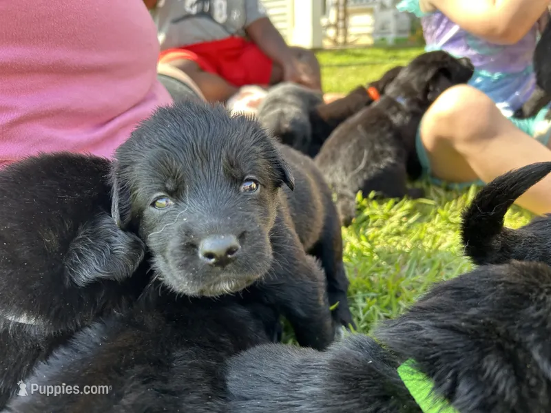 Dark Green Boy – German Shepherd Dog, English Cream Golden Retriever puppy for sale in Summerville, SC
