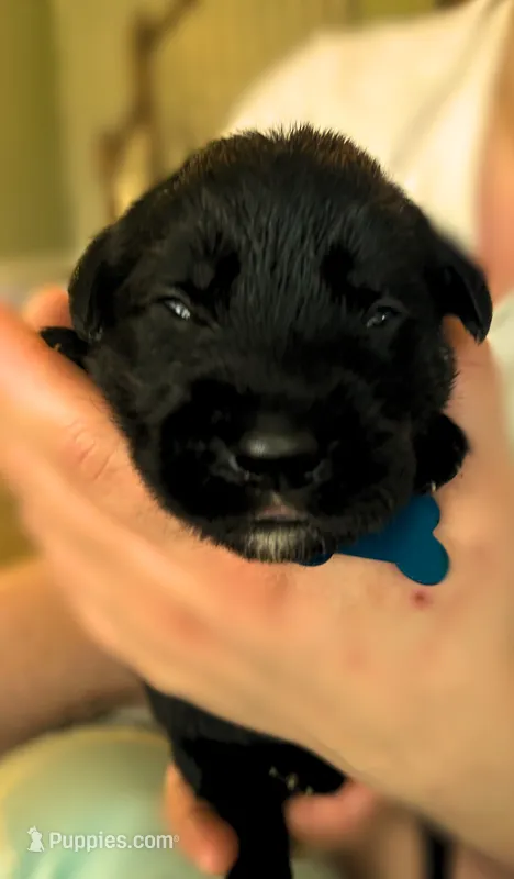 Dark Blue Boy – German Shepherd Dog, English Cream Golden Retriever puppy for sale in Summerville, SC