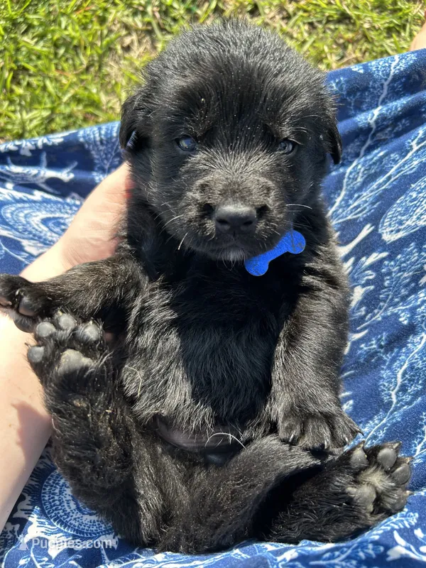 Light Blue boy – German Shepherd Dog, English Cream Golden Retriever puppy for sale in Summerville, SC