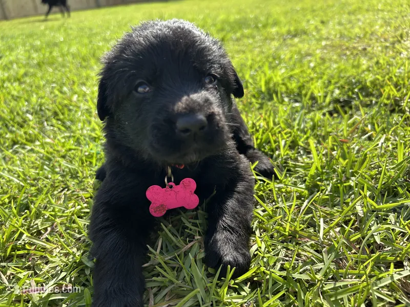 Pink Girl – German Shepherd Dog, English Cream Golden Retriever puppy for sale in Summerville, SC