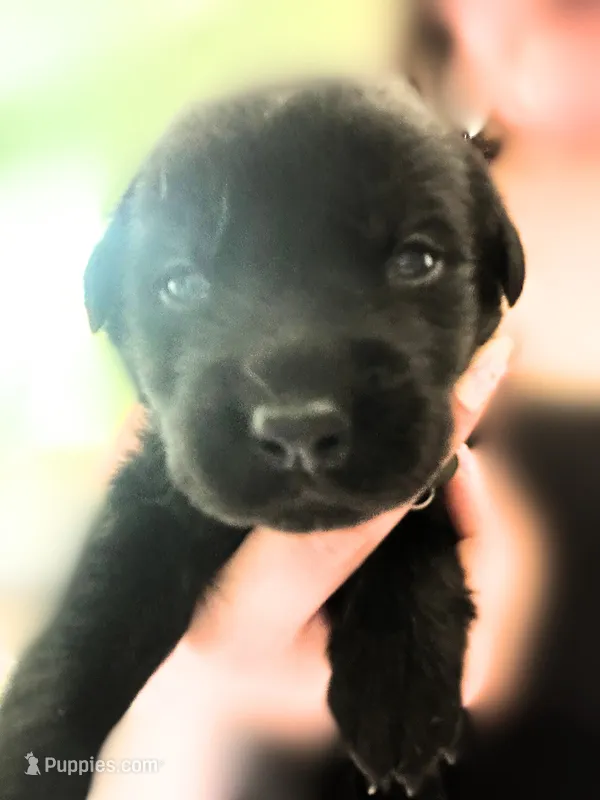 Black Girl – German Shepherd Dog, English Cream Golden Retriever puppy for sale in Summerville, SC