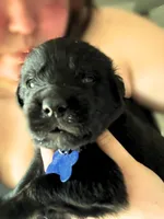 Light Blue boy, a male German Shepherd Dog and English Cream Golden Retriever for sale in Summerville, SC – 3 of 5