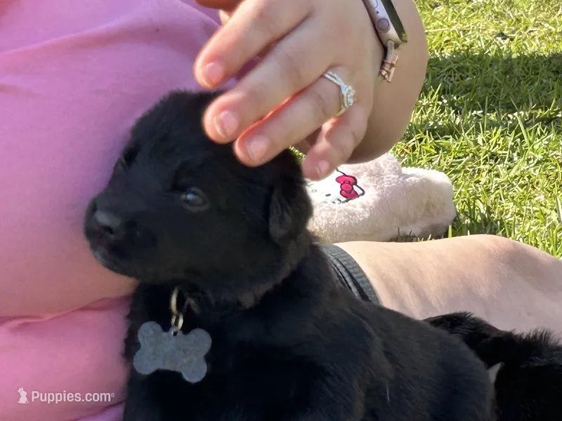 Grey Boy – German Shepherd Dog, English Cream Golden Retriever puppy for sale in Summerville, SC