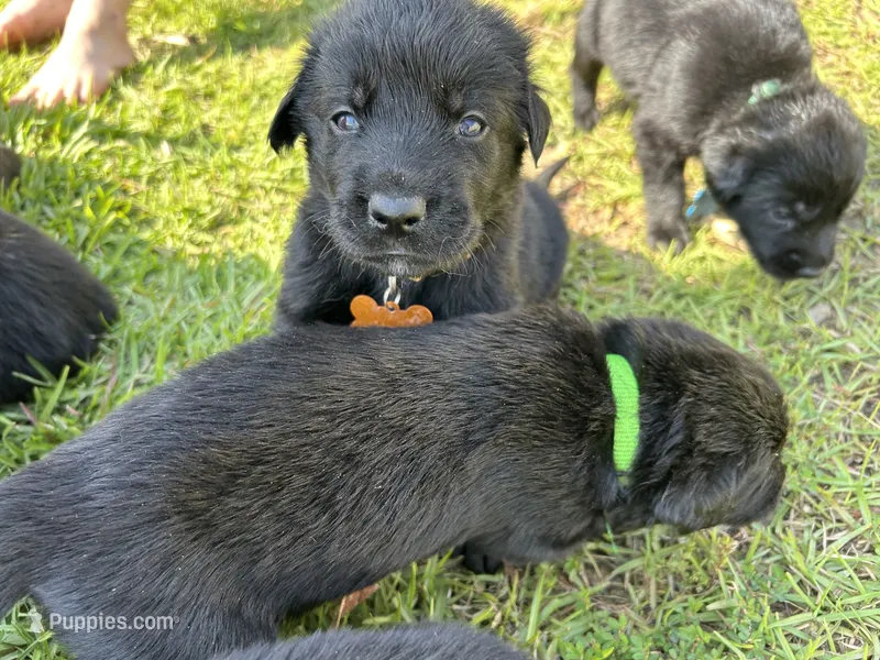 Orange Boy – German Shepherd Dog, English Cream Golden Retriever puppy for sale in Summerville, SC