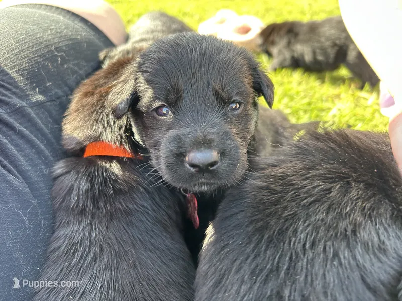Purple Girl – German Shepherd Dog, English Cream Golden Retriever puppy for sale in Summerville, SC