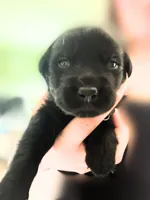 Dark Green Boy, a male German Shepherd Dog and English Cream Golden Retriever for sale in Summerville, SC – 3 of 5