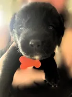 Orange Boy, a male German Shepherd Dog and English Cream Golden Retriever for sale in Summerville, SC – 1 of 5